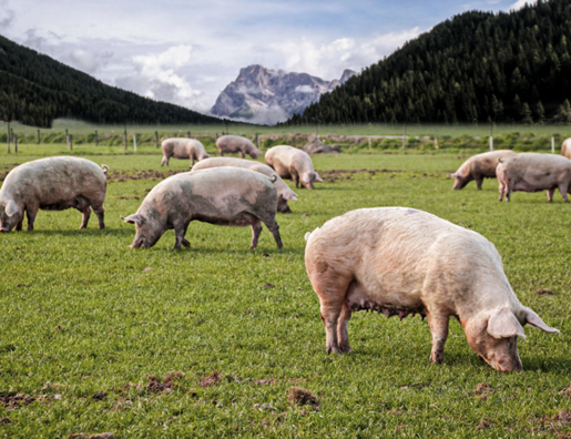 Porcs des monts Lyonnais